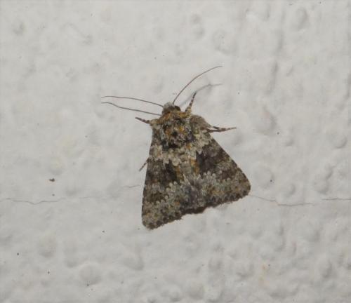 Réf. 265 510 : Hecatera dysodea